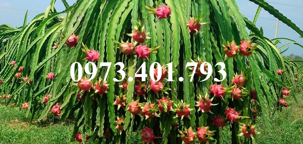 CÂY GIỐNG THANH LONG RUỘT ĐỎ